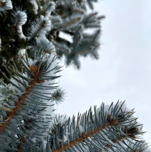 Meet your Posher, Adina - Picture 1 of 1